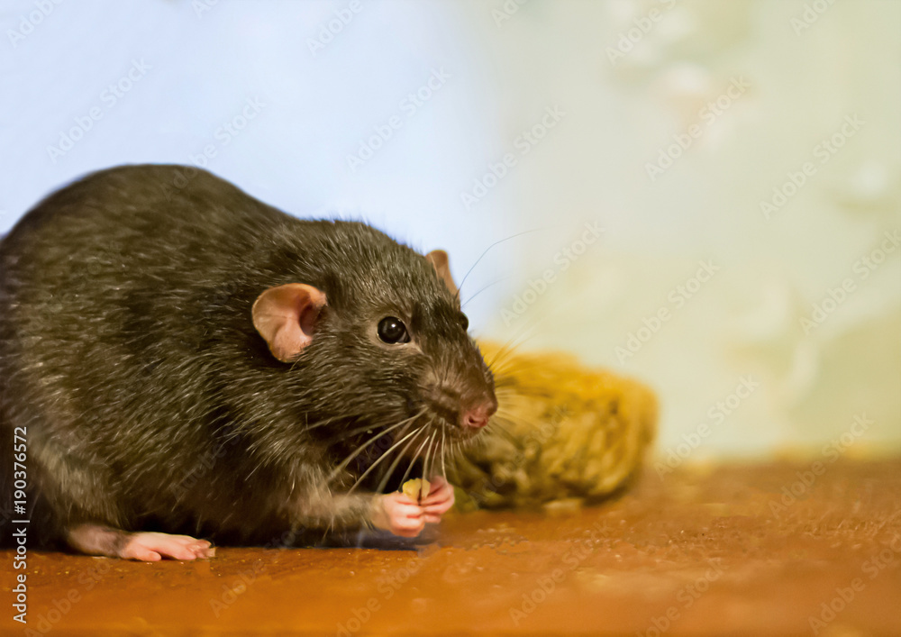 black rat domestic pet eats looks closely at a wooden brown table close-up