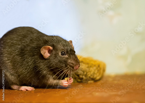 black rat domestic pet eats looks closely at a wooden brown table close-up