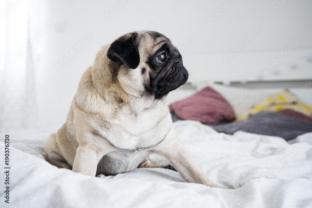 cute pug sleeping in bed