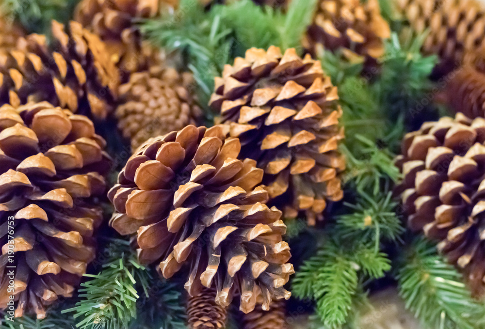 traditional decoration of the Christmas decorations of the new year a large fir cone on the background of a spruce branch traditional decoration of the Christmas decorations of the new year a large fir cone on the background of a spruce branch