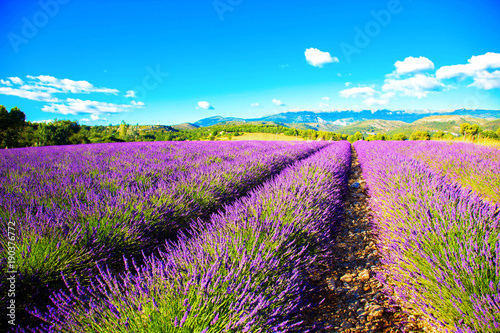 Violet fragrant lavender flowers against the blue sky.
