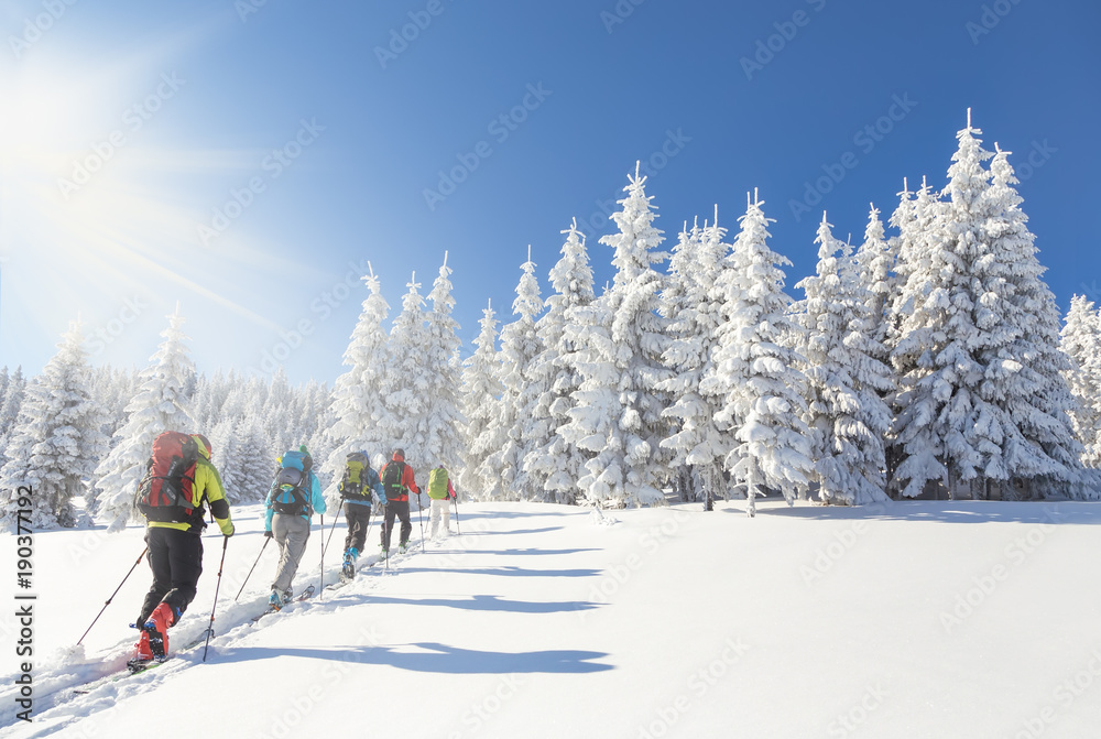 Group of backcountry skiers going up towards a snow covered chri