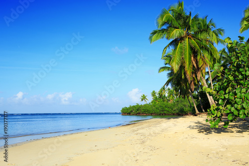 Fototapeta Naklejka Na Ścianę i Meble -  Palm trees on white tropical beach.
