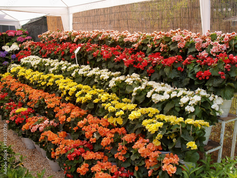 Many colorful flowers on staging display