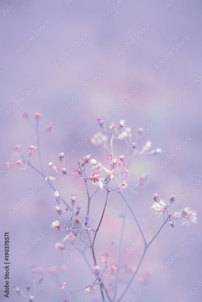 Fantasy Dandelion flower, nature vintage pastels background