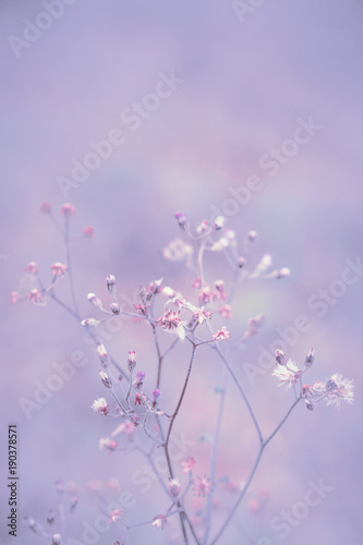 Fantasy Dandelion flower  nature vintage pastels background