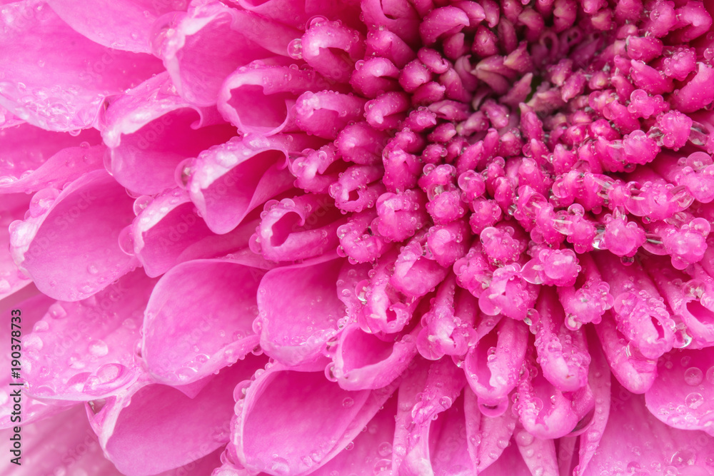 Pink Gerbera Flower with drops close-up background