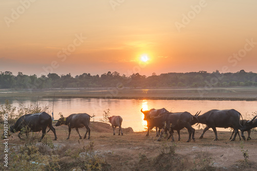 Thailand buffalo walking Riverside and sunset behind him background