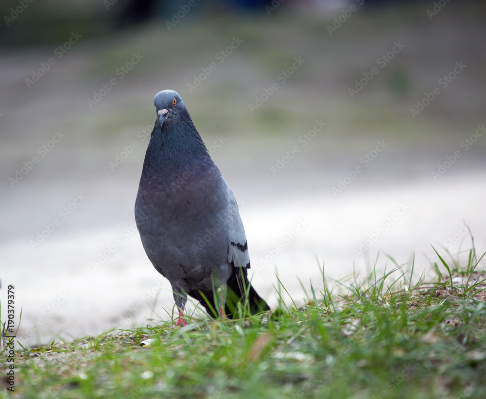 Fototapeta premium Very serious pigeon