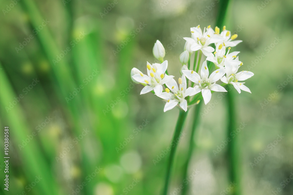 Delicate flowering. A small white flower on a green blurred background Delicate flowering. A small white flower on a green blurred background