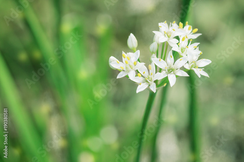 Delicate flowering. A small white flower on a green blurred background