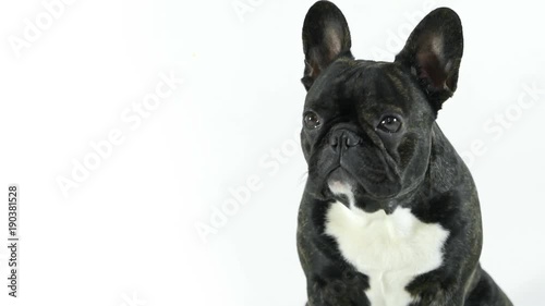 French bulldog dog sitting and looking, white background