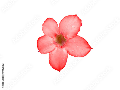 Red flowers on a white background.