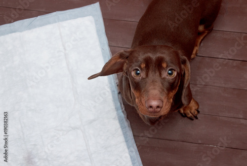 Puppy on absorbent litter. Accustom the dog to the toilet. Training pets