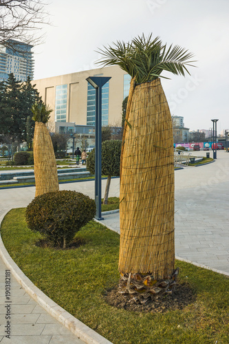 Measures to protect heat-loving plants in winter. Wrapping palm trees thatched  matting to protect from the cold wind