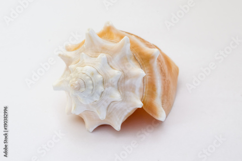 spiral shell of a sea snail