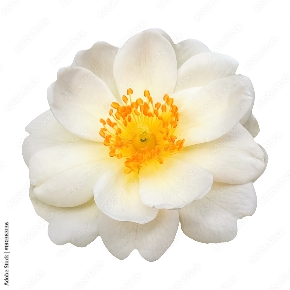 White flower of a rose. Isolated on a white background.