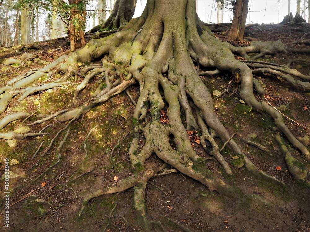 Beech tree roots on a steep slope Beech tree roots on a steep slope