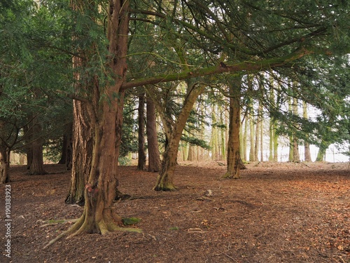 Fotografi Woodland with yew trees in winter sunlight