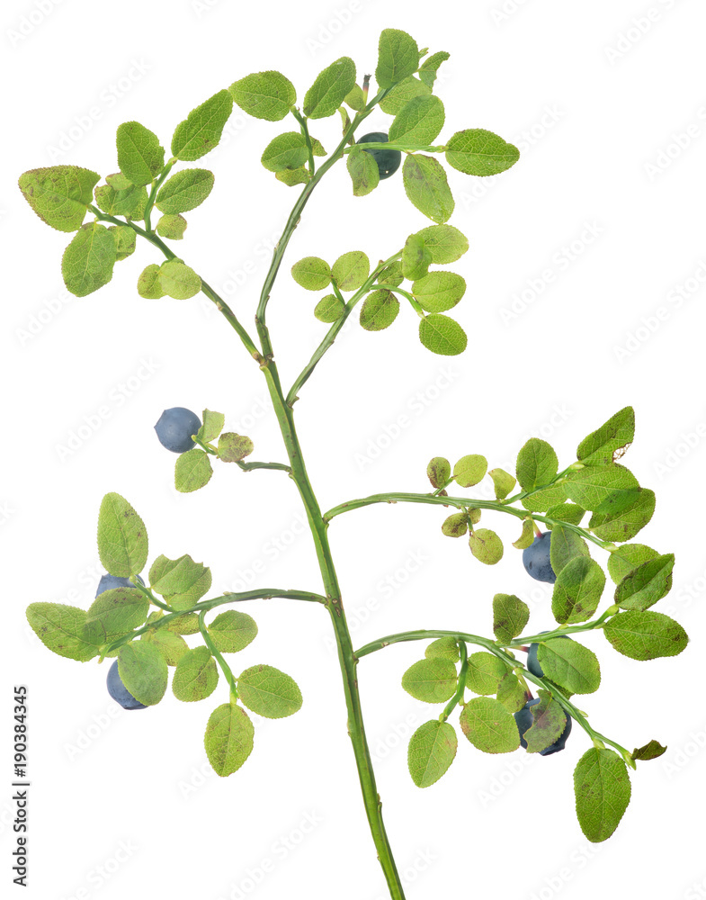 medium blueberry branch with seven ripe berries