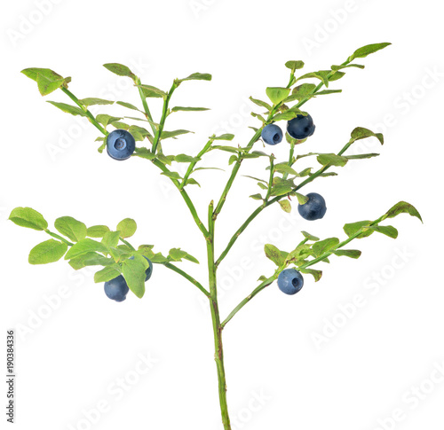 medium green blueberry branch with seven berries