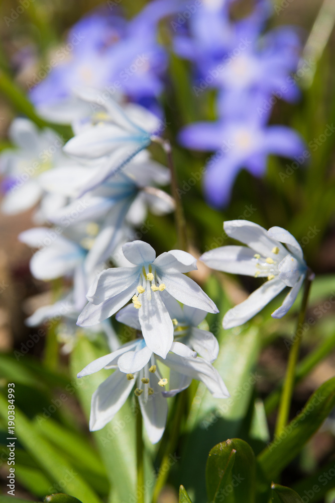 春の白い花 シラー Stock Photo Adobe Stock 春の白い花 シラー Stock Photo Adobe Stock