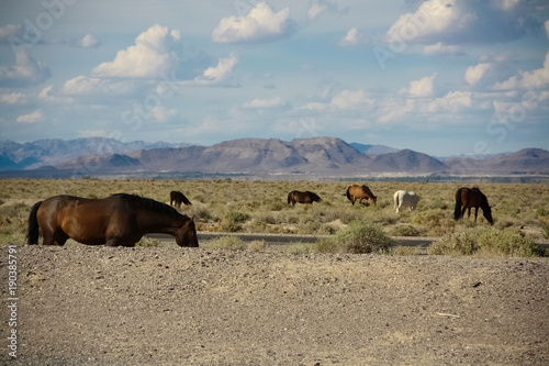 Wild Horses Mojave Desert