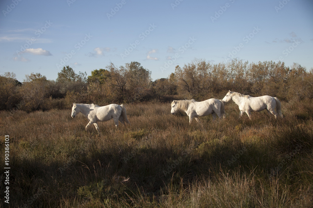 Francia,Camargue, Saintes-Maries-de-la-Mer, cavalli in libertà nella campagna.