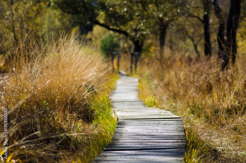 Weg durch die Natur