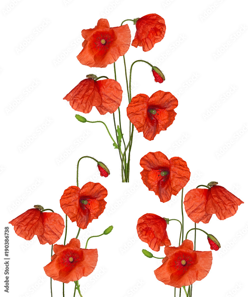 Fototapeta premium three bunches of red poppy flowers collection