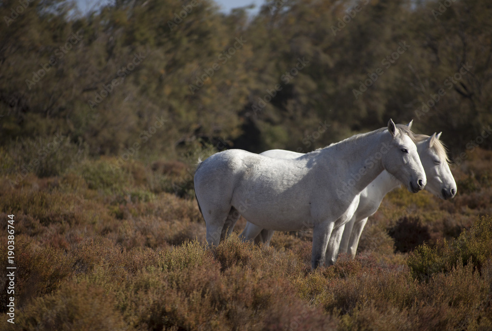 Obraz premium Francia,Camargue, Saintes-Maries-de-la-Mer, cavalli in libertà nella campagna.