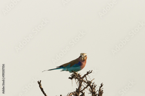 a lone lilac breasted roller in a tree in the Maasai Mara, Kenya
