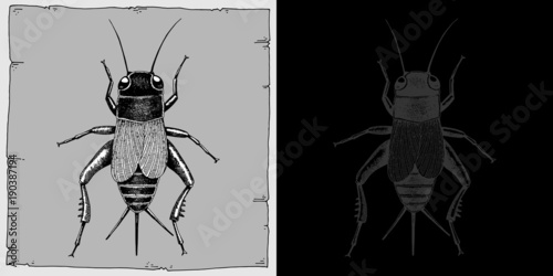 Handmade illustration cricket. Nature collection.