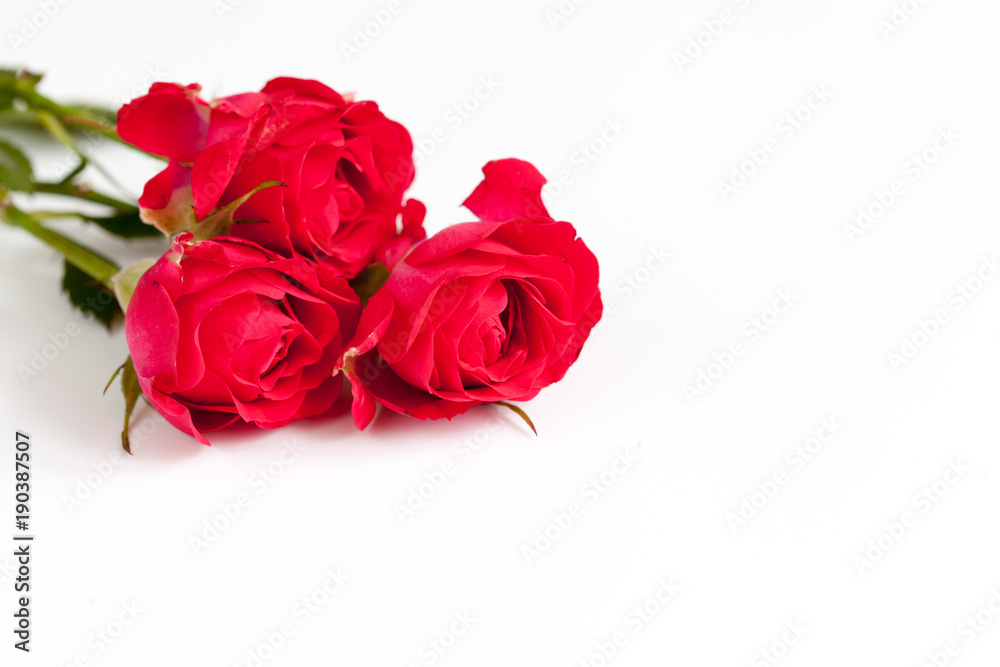 White background with red roses
