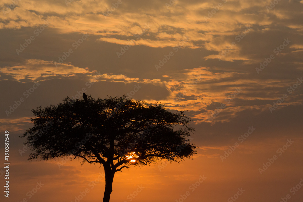 lone tree silhouetted against the sky at sunrise, Maasai Mara, Kenya