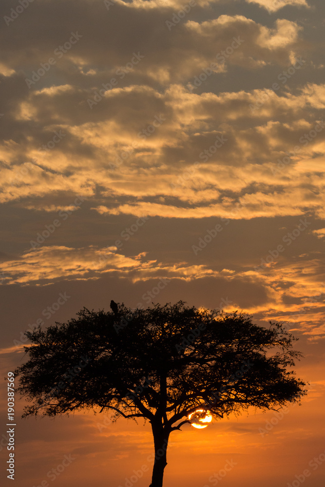 lone tree silhouetted against the sky at sunrise, Maasai Mara, Kenya