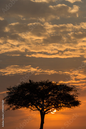 lone tree silhouetted against the sky at sunrise  Maasai Mara  Kenya