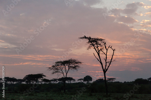 tree silhouetted against the sky at sunrise, Maasai Mara, Kenya