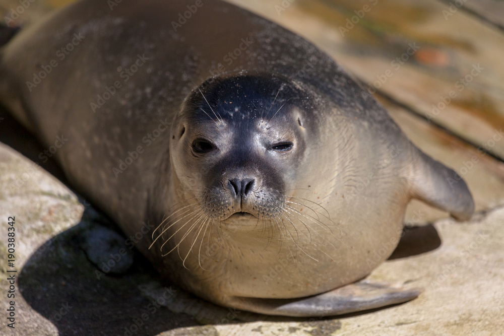 Naklejka premium a young seal lies on stone underground