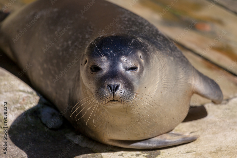 Fototapeta premium a young seal lies on stone underground