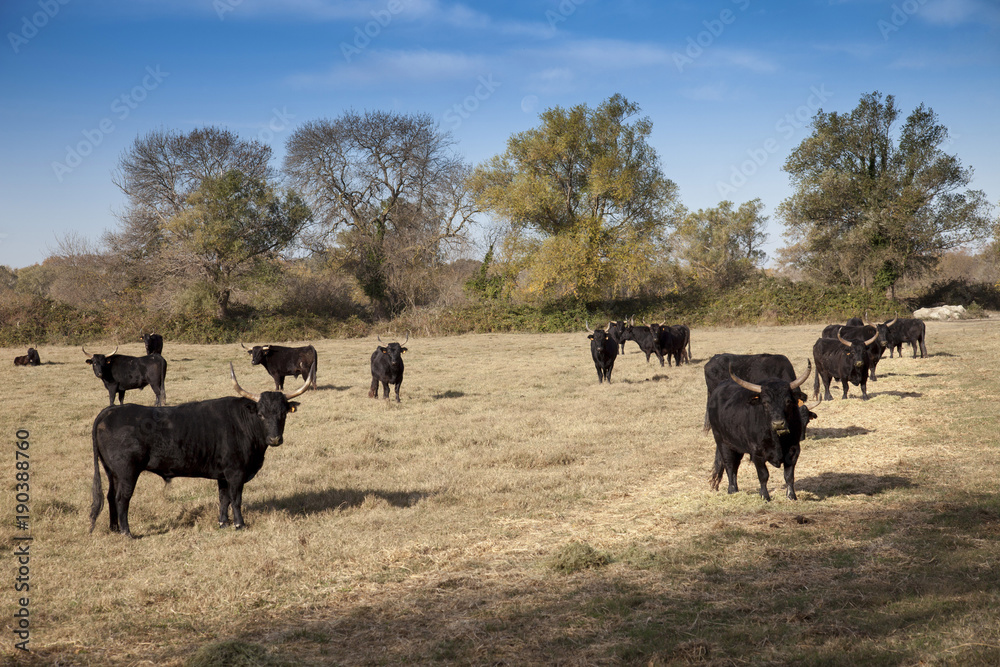 Francia,Camargue, Saintes-Maries-de-la-Mer,allevamento di tori, in libertà, nella campagna.