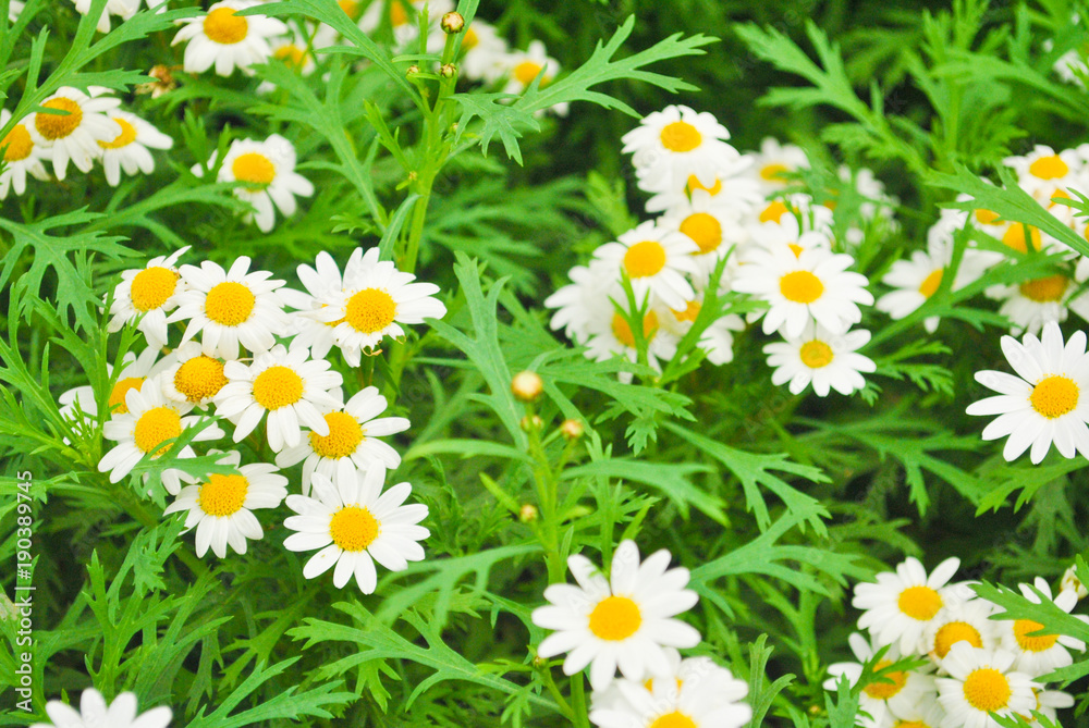 Obraz premium White Daisy flowers on its leaves as a background