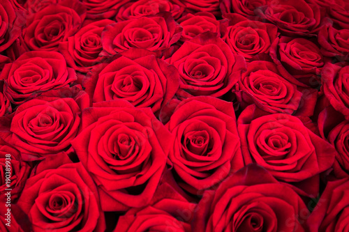 Strauß Rote Rosen als Hintergrund Textur