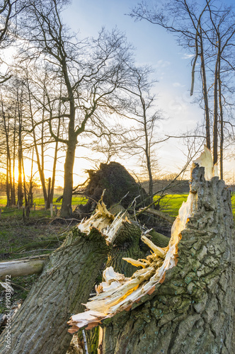 Entwurzelter Baum nach Orkan photo