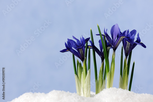 Fototapeta Naklejka Na Ścianę i Meble -  first flowers