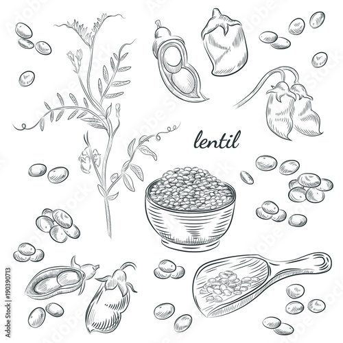Lentil plant hand drawn illustration. Peas and pods sketches. Scoop for lentils isolated on white background. photo