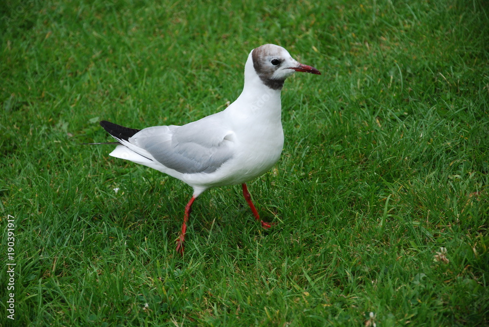 Gull Gull