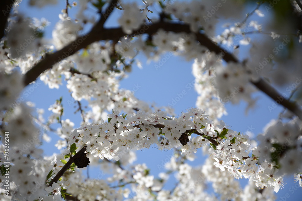 White blooming branch of tree on blue sky background White blooming branch of tree on blue sky background