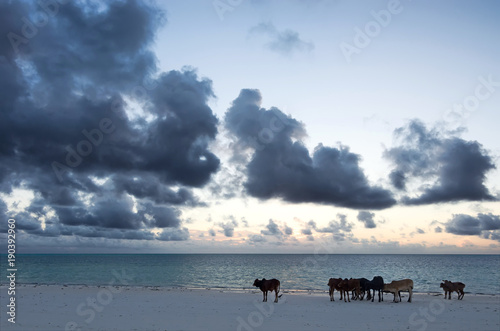 The coast of the Indian Ocean. Cows on the shore.