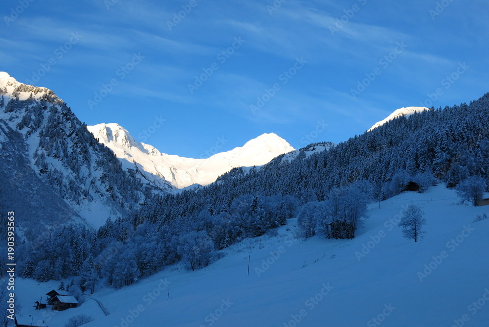 Arbres des Alpes sous la neige
